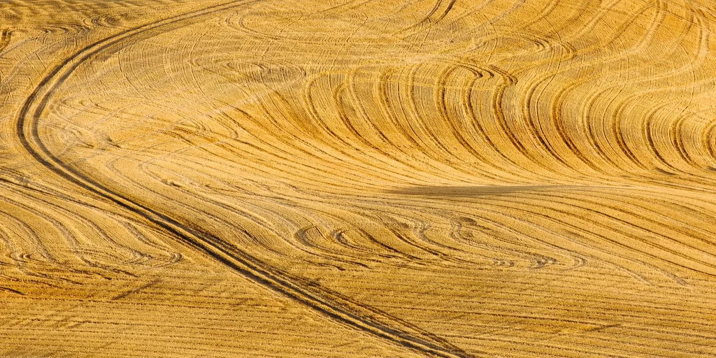 Golden Wheat Field Harvest Yellow Green