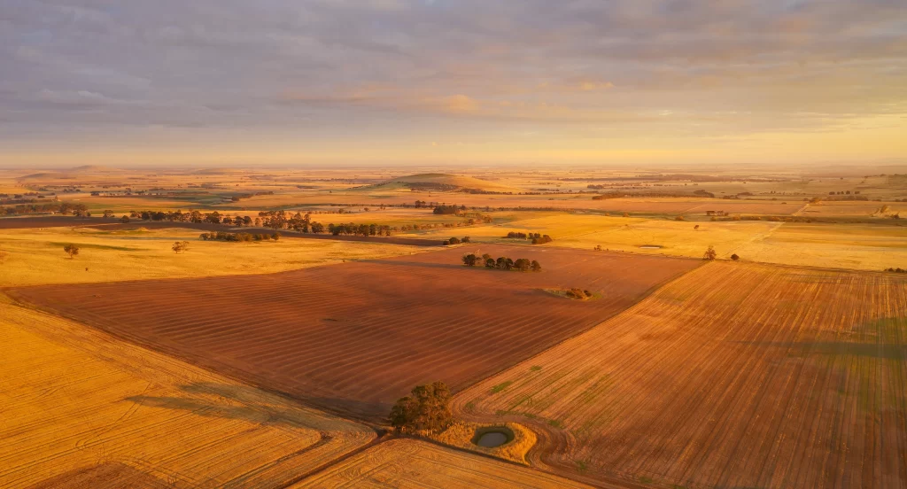 Golden Wheat Field Sunset Rural Landscape