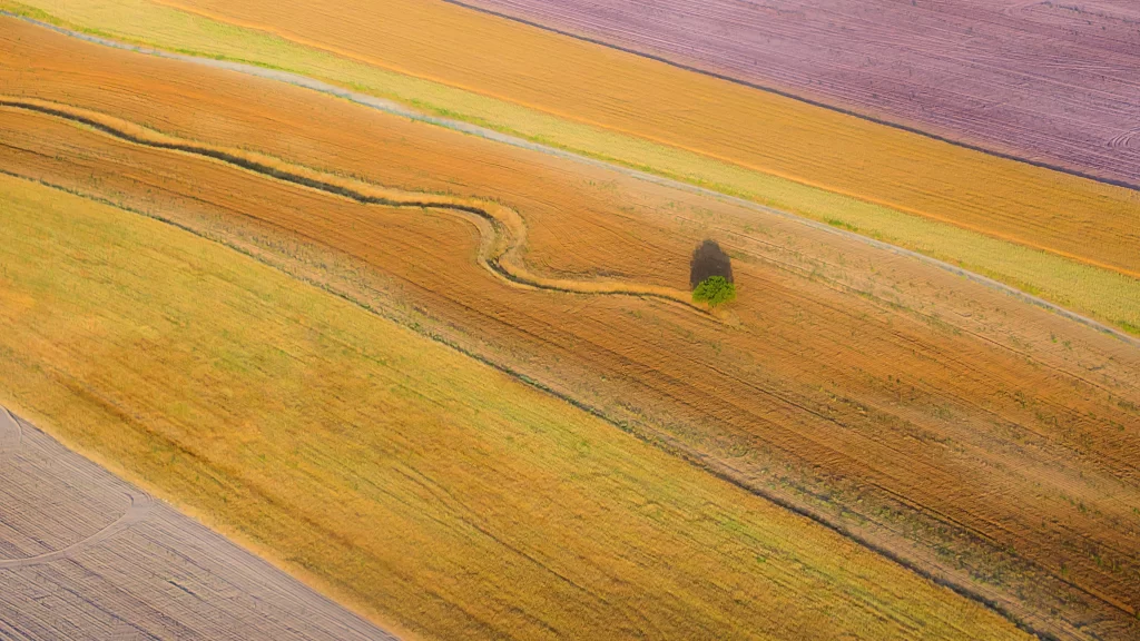 Golden Wheat Field Yellow Green Brown Pathway