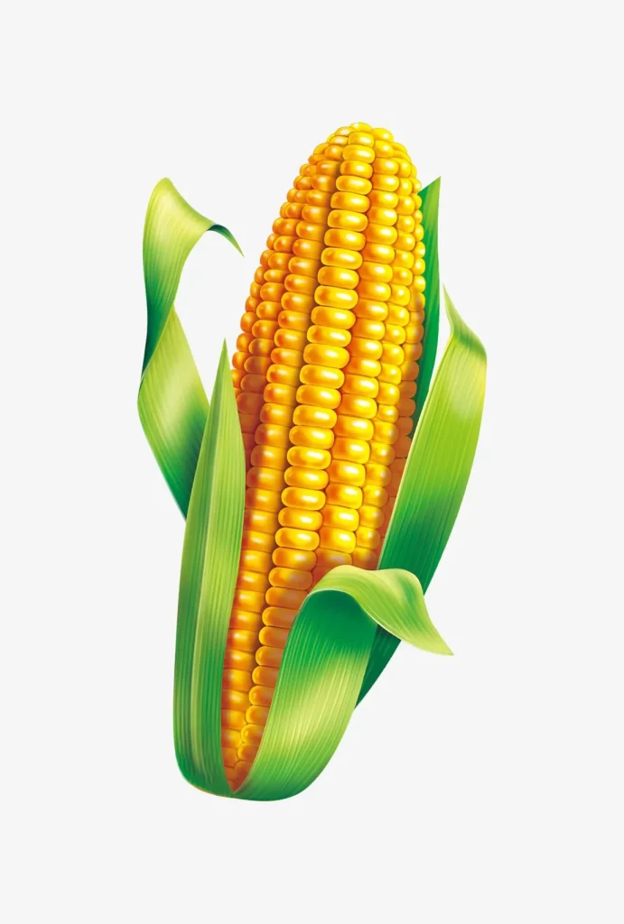 Golden Yellow Corn with Green Leaves