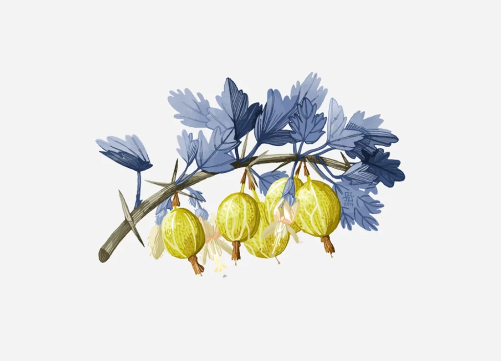 Gooseberry Branch Leaves Fruits