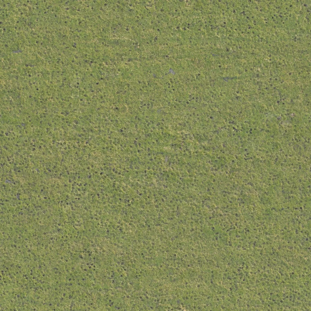Grass Field Texture Nature