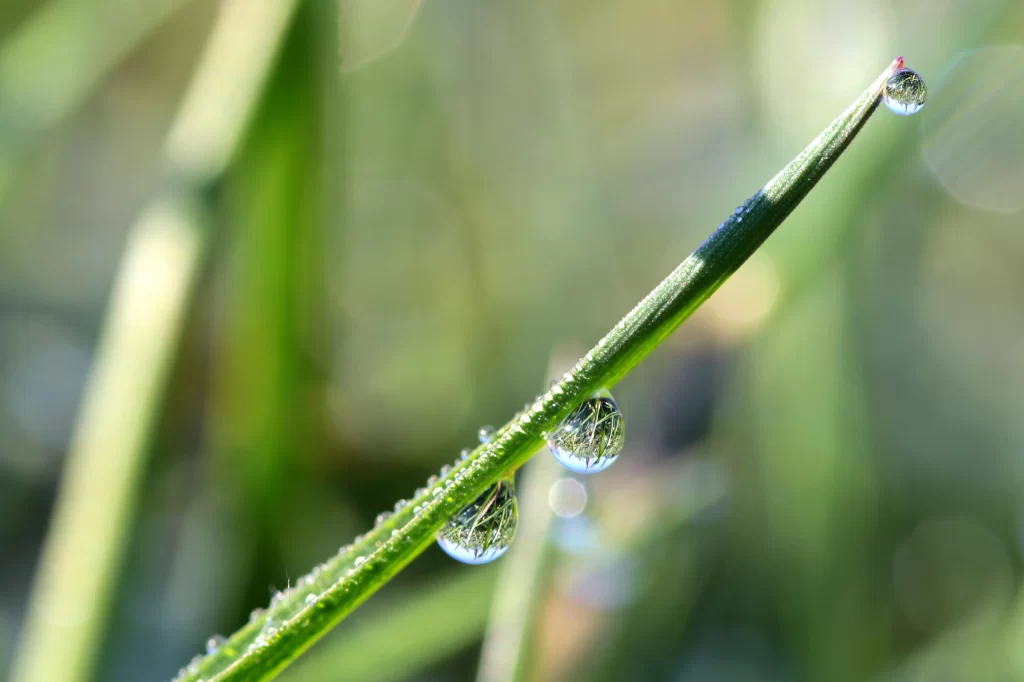Grass Green Dewdrops Close Up neutral Macro
