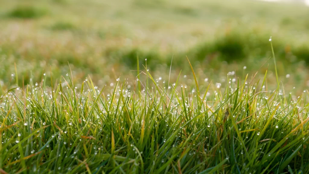 Grass Green Dewdrops Close Up Nature Macro