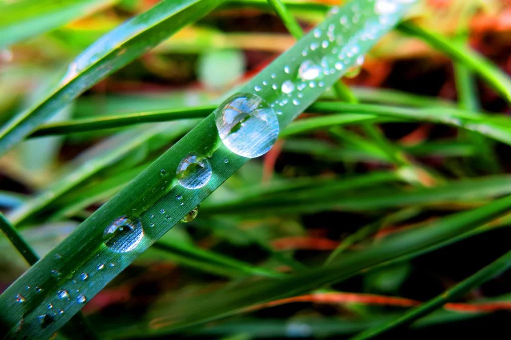 Grass Green Dewdrops Close Up neutral Macro
