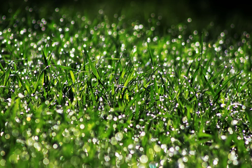 Grass Green Dewdrops Close Up neutral Macro