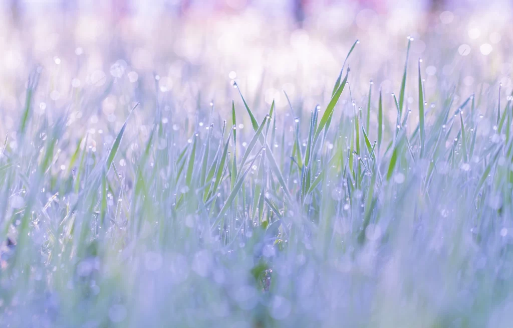 Grass Green Dewdrops Close Up gray Macro