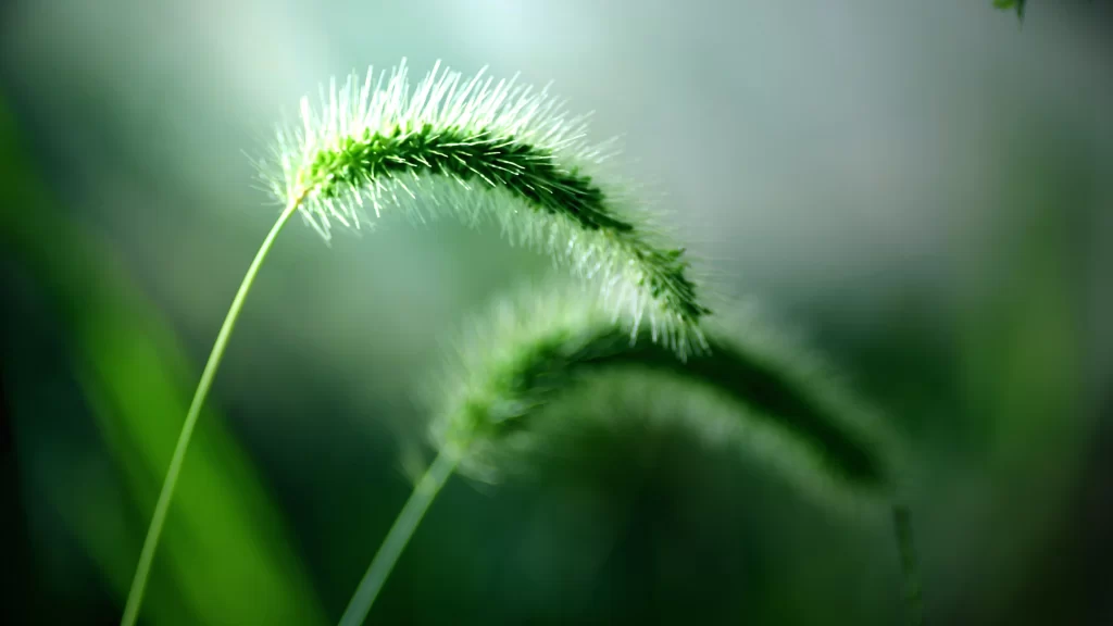 Grass Green Stalk Fuzzy Tips Close Up
