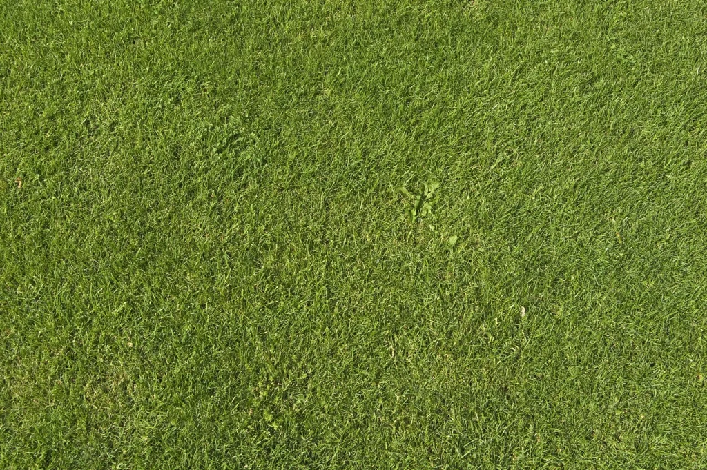 Grass Green Texture Natural Field