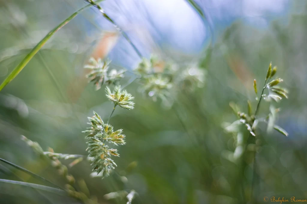 Grass Green Yellow Close Up Garden Blooming Macro