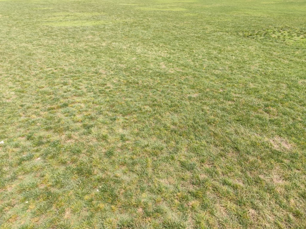 Grass Lawn Nature Landscape