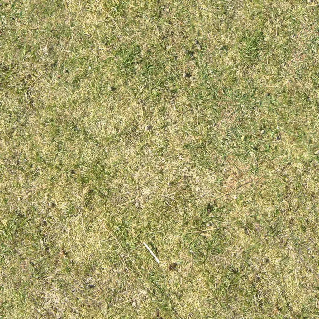 Grass Lawn Nature Texture