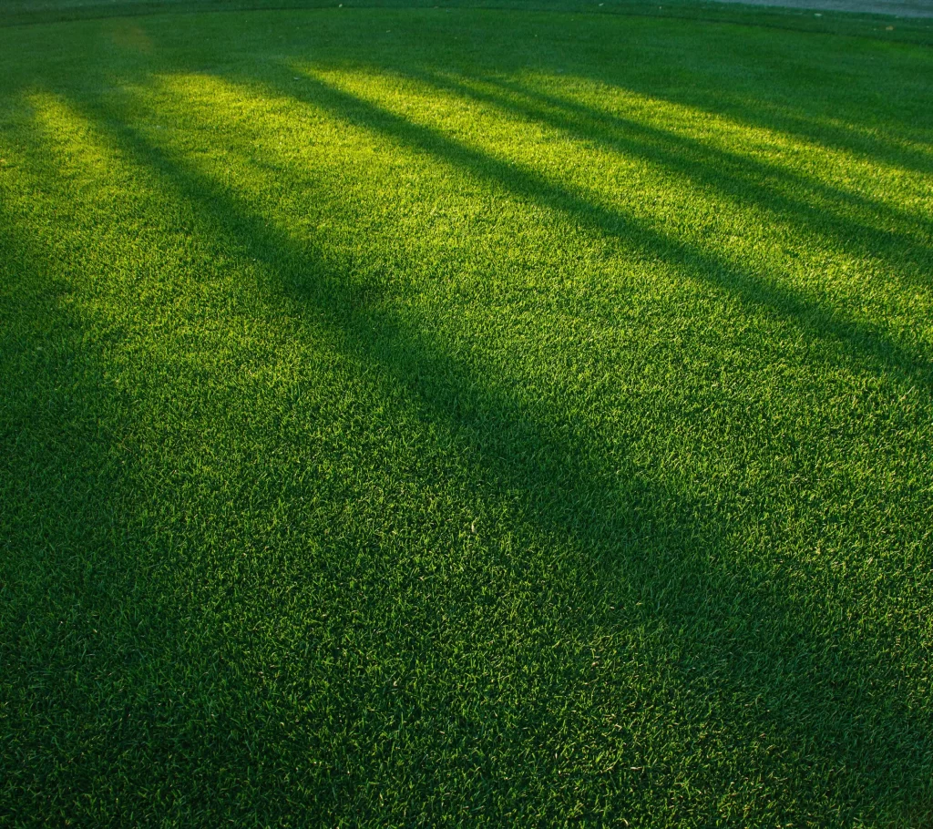 Grass Lawn Shadows Sunlight