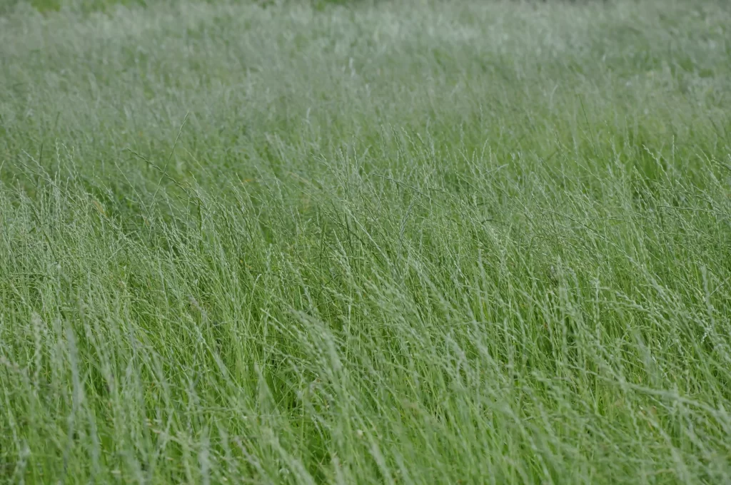 lush green dense tall grass