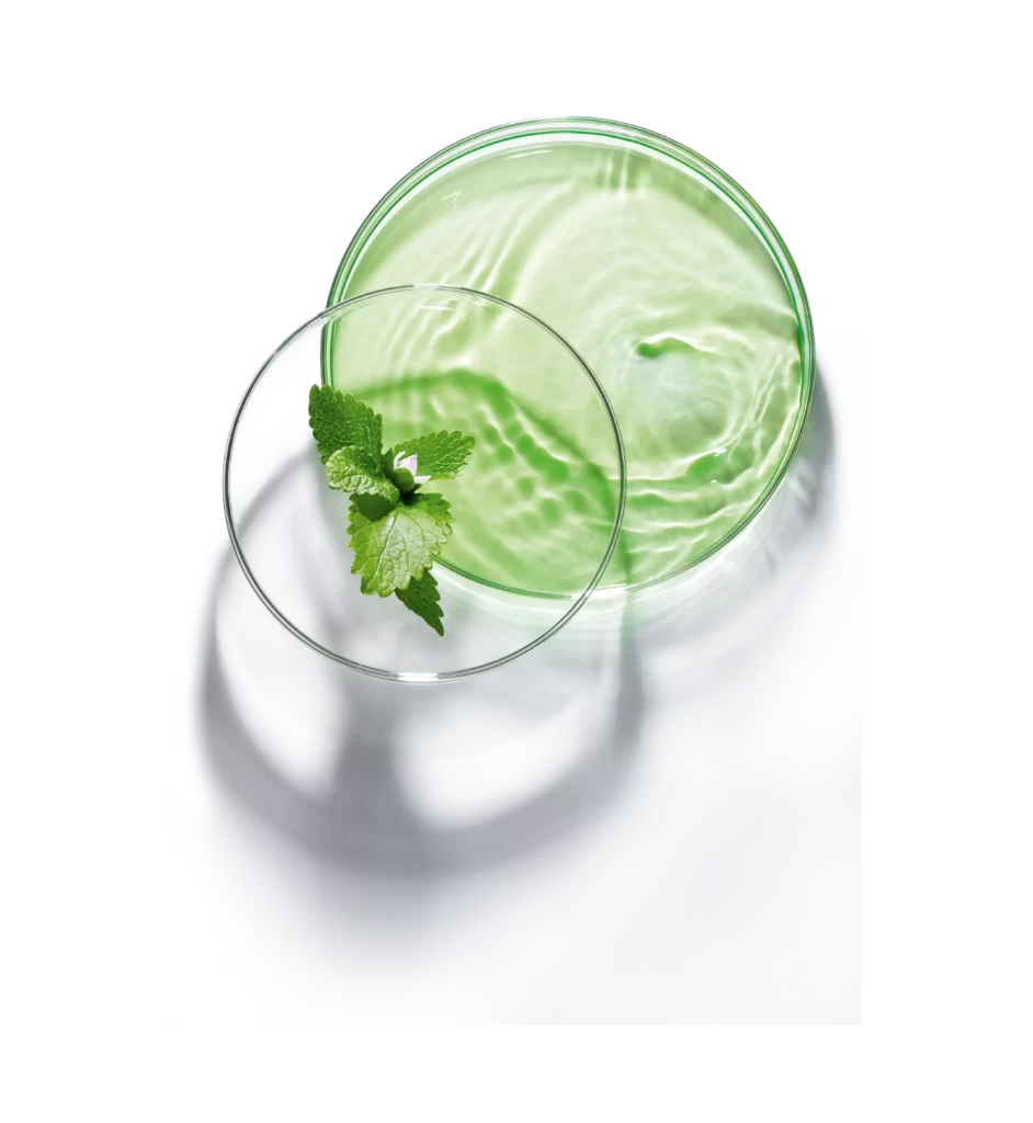 Green Beverage Mint Leaves Glass Reflection