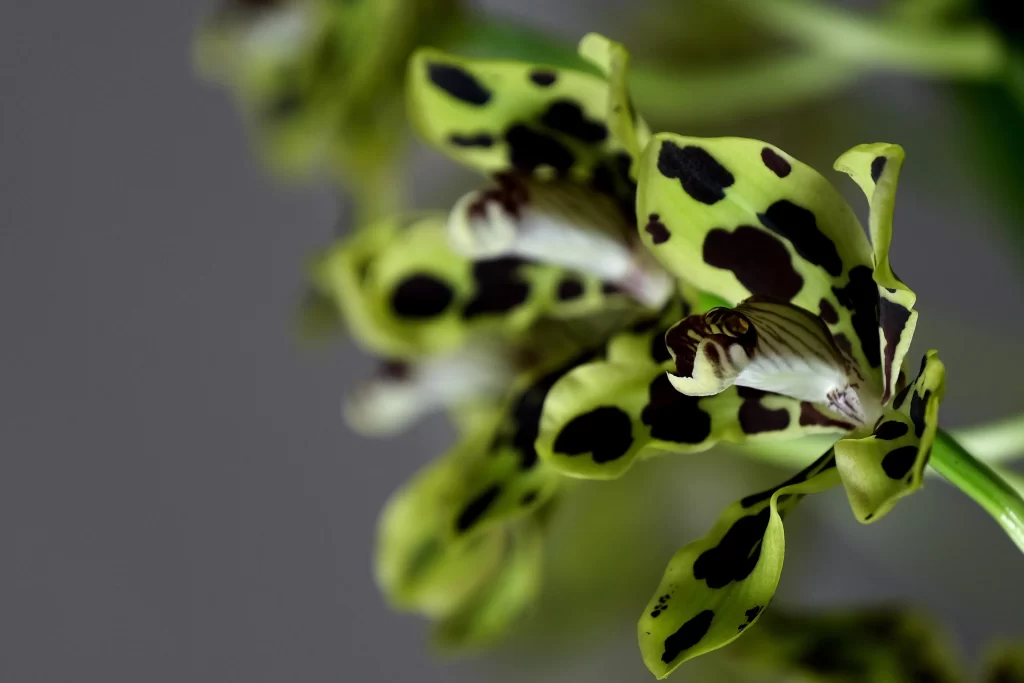 Green Black Spotted Orchid Petals