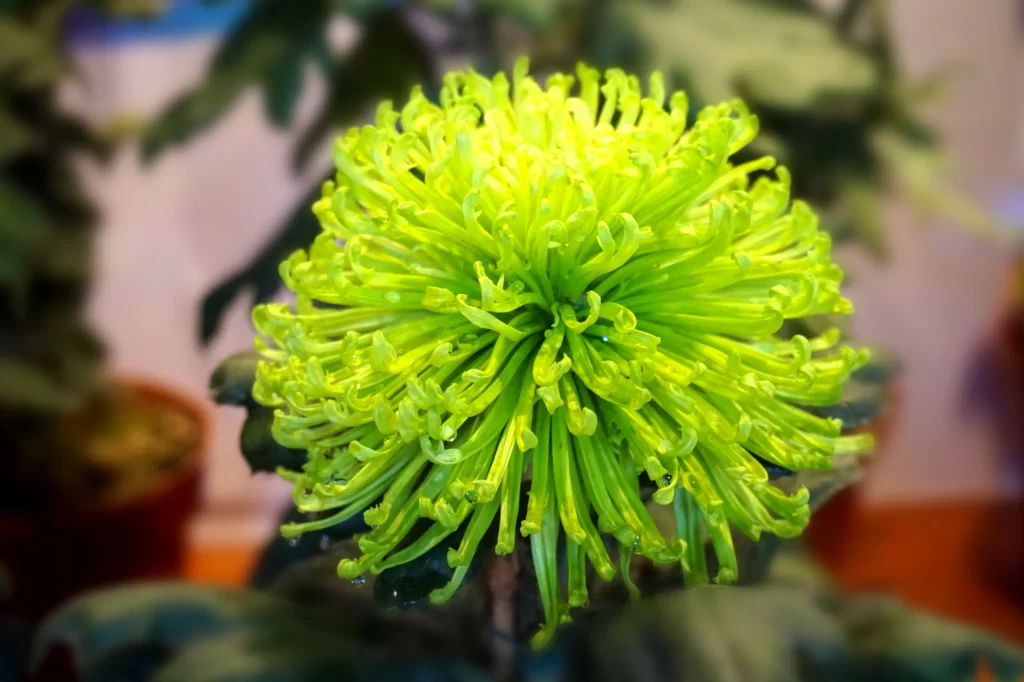 Green Chrysanthemum Curled Petals Dense Blooming