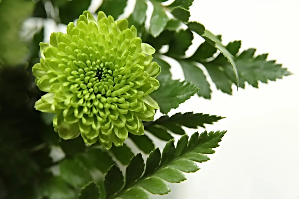 Green Chrysanthemum Dense Petals Rounded Leaves