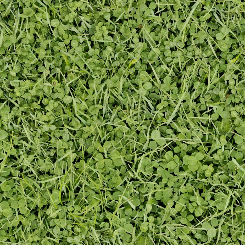 Green Clover Lawn Nature