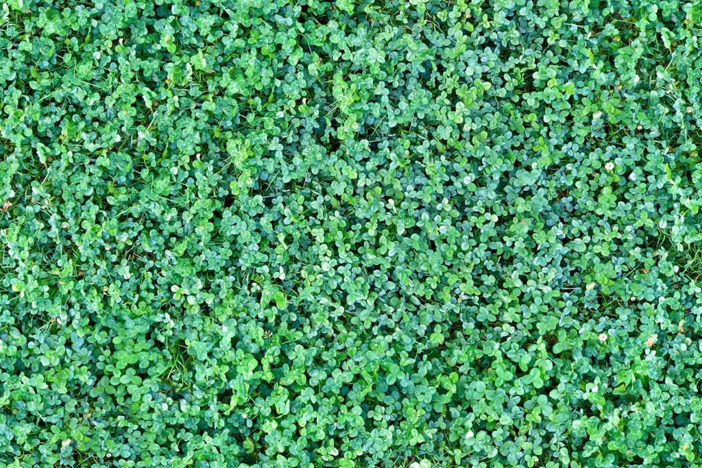 Green Clover Lawn Nature