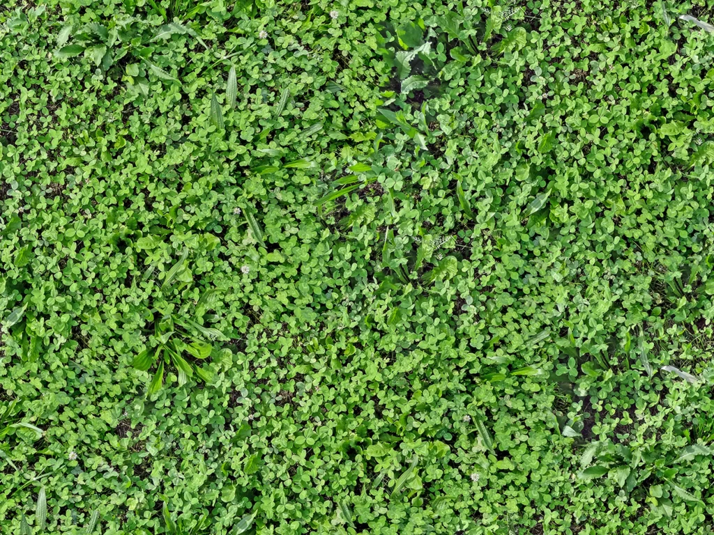 Green Clover Lawn Nature