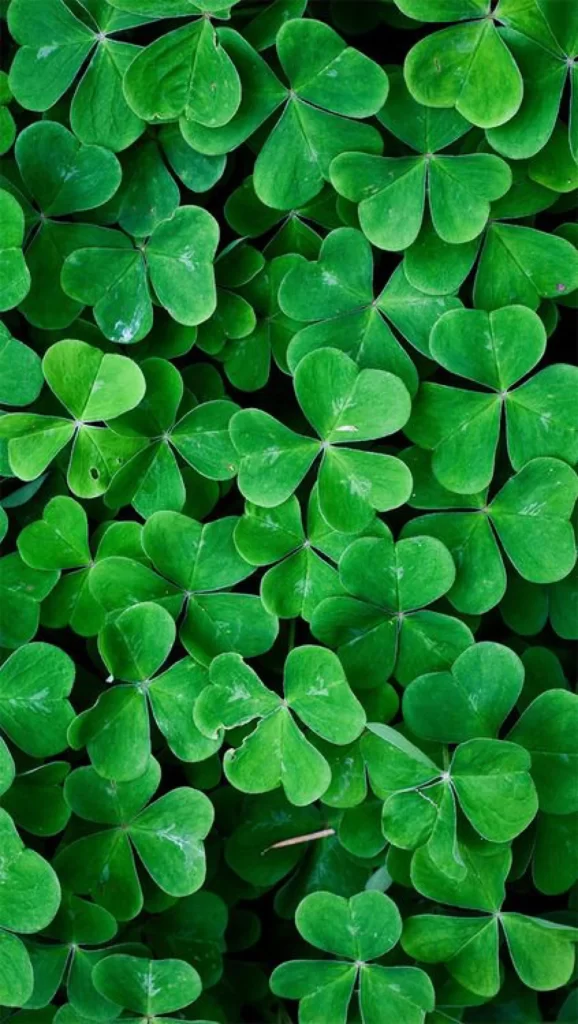 Green Clover Leaves Nature