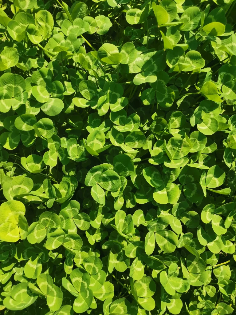 Green Clover Leaves Nature Sunlight