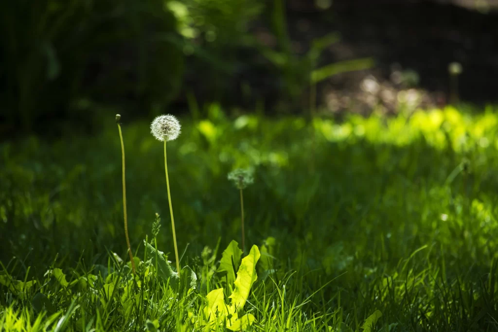 Green Dandelion Seed Head Sunlight Grass