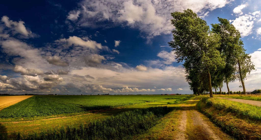 Green Field Blue Sky White Clouds Pathway Trees