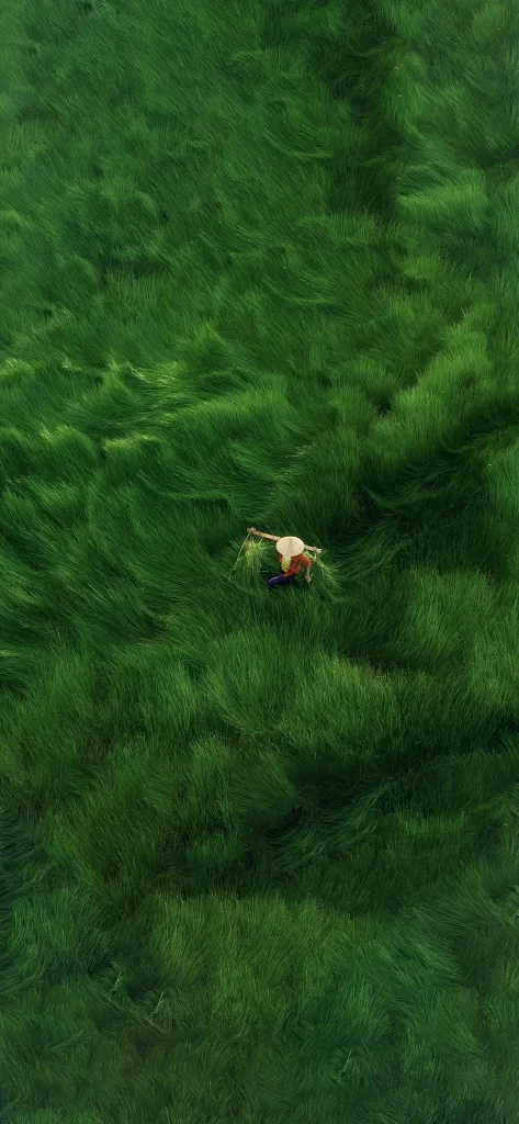 Green Field Worker Harvesting