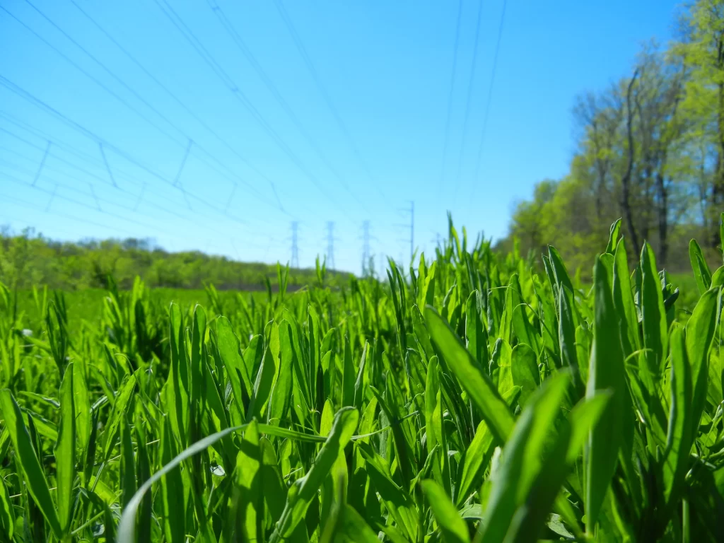 Green Grass Close Up Field Sunlight
