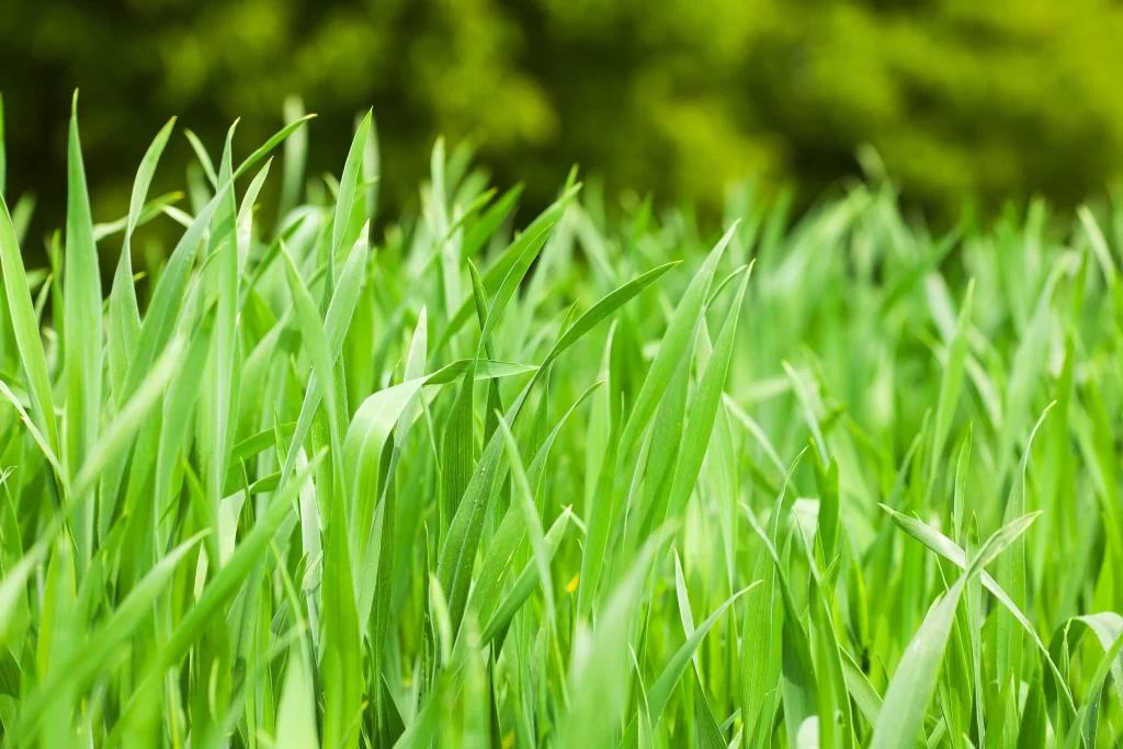Green Grass Close Up Lush
