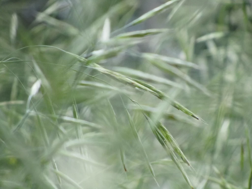 Green Grass Close Up Nature gray Macro