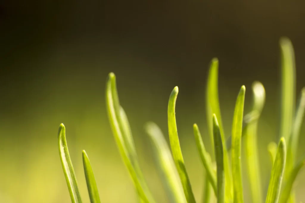 Green Grass Close Up Nature neutral Macro