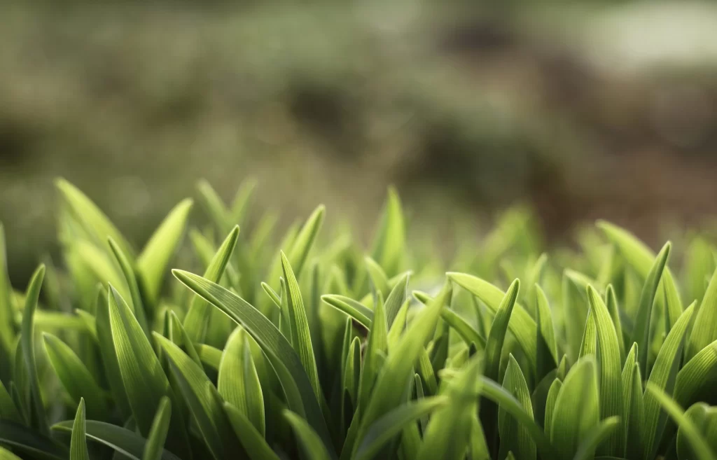 Green Grass Close Up neutral Garden
