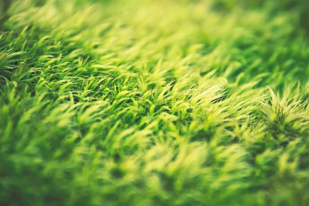 Green Grass Close Up neutral Garden
