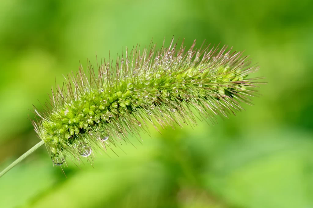 Green Grass Dew Drops Close Up Macro