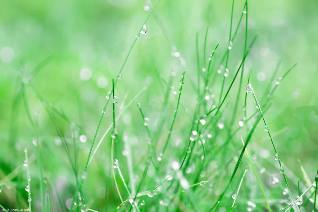 Green Grass Dewdrops Close Up neutral Macro