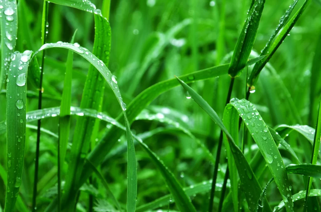 Green Grass Dewdrops Close Up neutral Macro