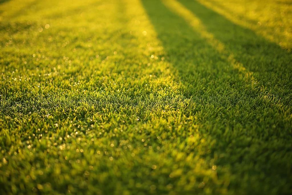 Green Grass Dewdrops Sunlight