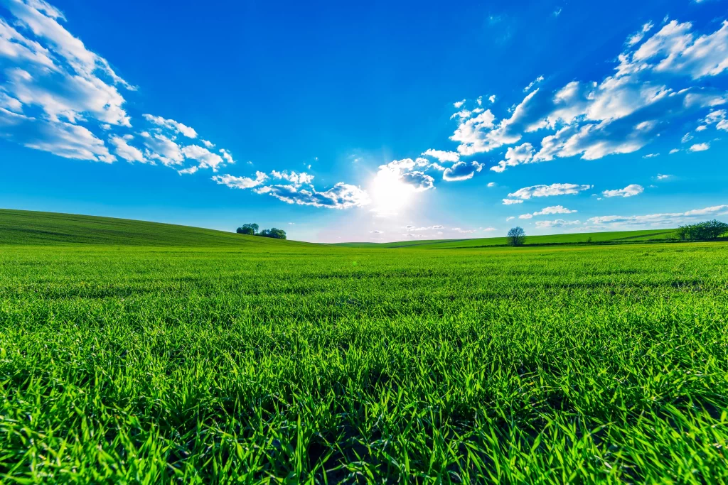 Green Grass Field Blue Sky White Clouds Sunlight