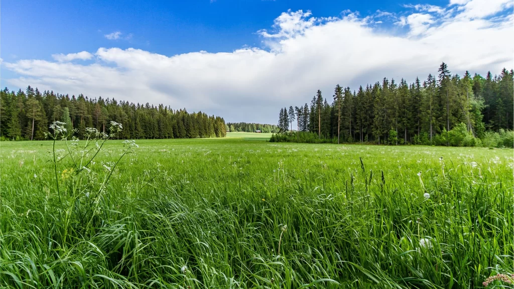 Green Grass Field Blue Sky White Clouds Forest