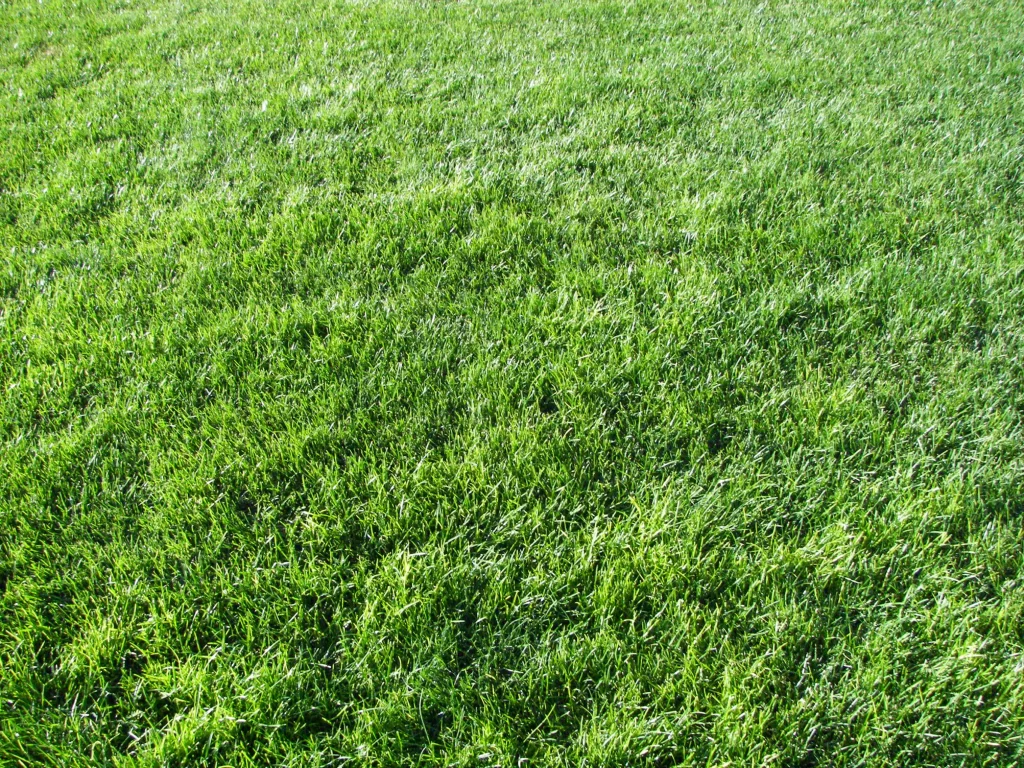 Green Grass Field Sunlight
