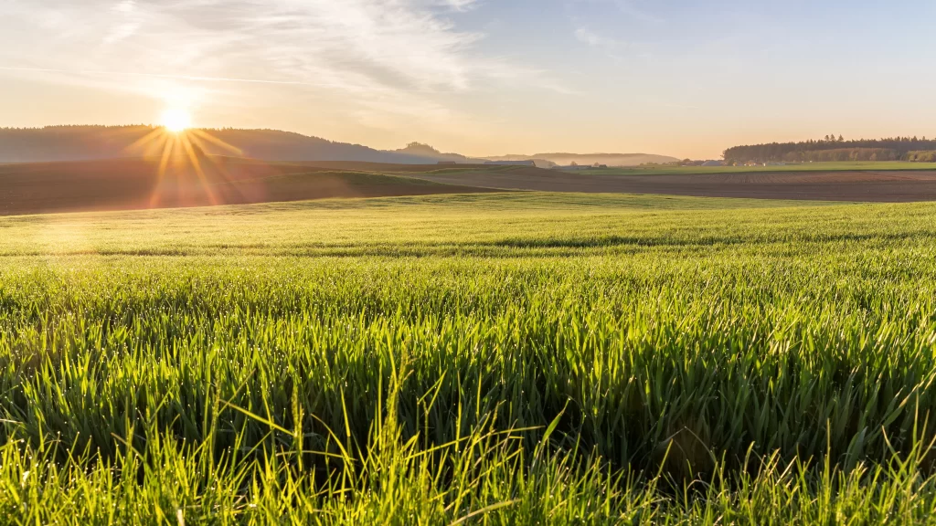 Green Grass Field Sunrise Countryside Landscape
