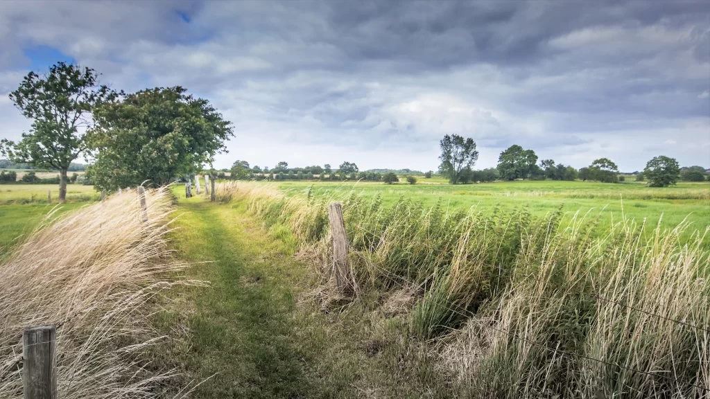 Green Grass Field Yellow Wildflowers Blue Sky White Clouds