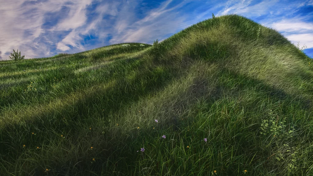 Green Grass Hillside Blooming Wildflowers