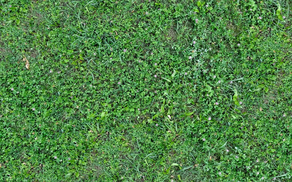 Green Grass Lawn Clover Flowers