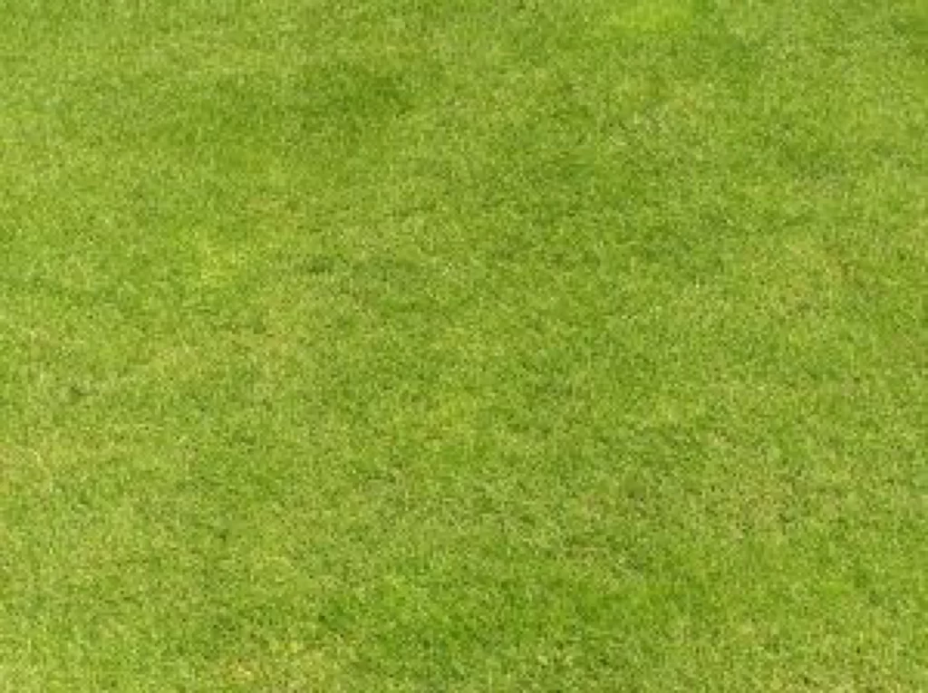 Green Grass Lawn Nature