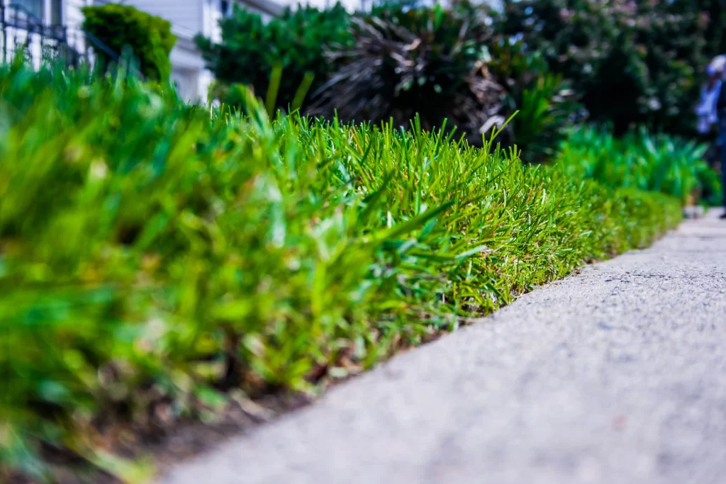 Green Grass Lawn Sidewalk