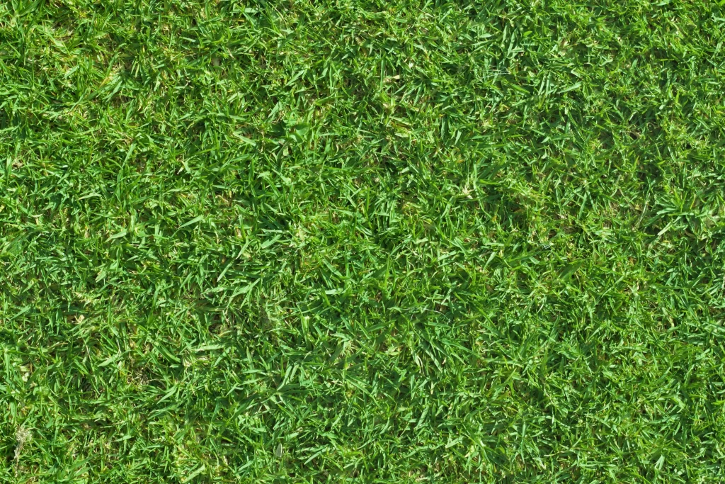 Green Grass Lawn Sunlight